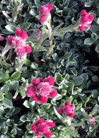 Antennaria dioica 'Rubra'